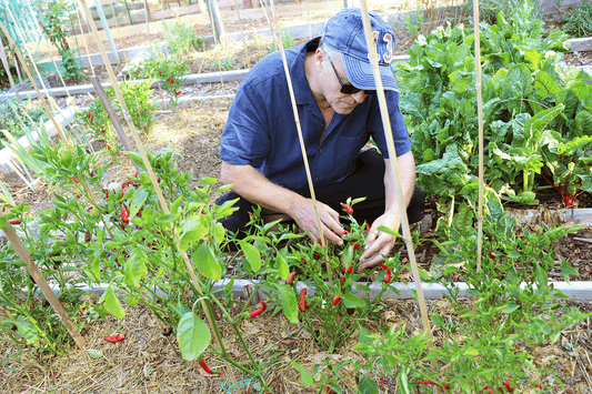 From Soil to Spice: How Farm-to-Bottle Hot Sauces Are Made